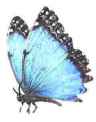 Metamorphosis